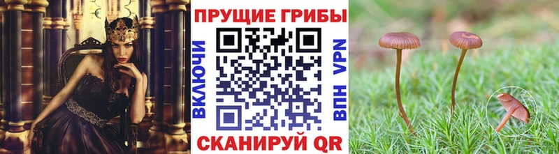 Галлюциногенные грибы Cubensis  закладка  OMG рабочий сайт  Юрюзань 
